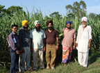 Amrik Singh and colleagues with SSI crop in Punjab